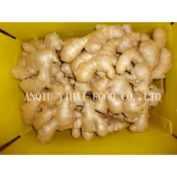 Fresh Ginger/Air Dry Ginger in Anqiu China